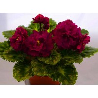Фиалка Harmony Frily Gearl( укорененный лист с детками )